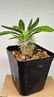 Pachypodium  densicaule  -CAUDEX-RARE SUCCULENT PLANT