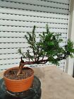 Bonsai Taxus Baccata Eibe Tejo Tasso Yew