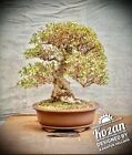 Rhododendron indicum „Kozan“ - Japan-Satsuki-Azalee BONSAI / 32 Years Old