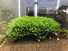 mousse aquarium Rare Moss X 2 Portions