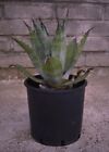 Agave Americana   foglia verde-blu pianta grassa succulenta