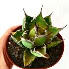 Agave titanota COMPACT FORM -  - NO variegated