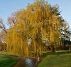 Salix babylonica -  - salice piangente - Weeping Willow **