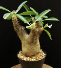 Pachypodium densiflorum,Caudex,Euphorbia,Succulent plants