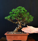 BONSAI CHINESISCHER WACHOLDER JUNIPERUS CHINENSIS "ITOIGAWA" OUTDOOR