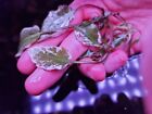 Cryptocoryne  Aura   Variegated  Super Rare Plants Aquarium 1 Plant