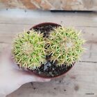 Echinocactus grusonii brevispinus vaso 10cm COD.1309-8