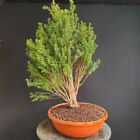 PRE BONSAI DI TASSO