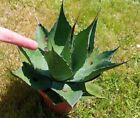 agave ovatifolia giant (huasteca)  form