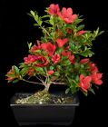 Bonsai - Azalee aus Japan - Rhododendron ind. 33 cm - SUZAKUHIME -Outdoor #3307