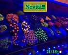 ✅NOVITÀ !!! Coralli Molli Zoanthus Premium Mix SPECIAL COLOR Acquario Marino