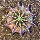 80001643 Kaktus Cactus Kakteen Astrophytum rosea 5 Samen