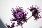 Verbena bonariensis  Lollipop  mellifera 300kg/ha