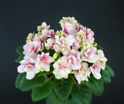 Hunter s Sweet Sakura  Blatt/ leaf African Violet Usambaraveilchen