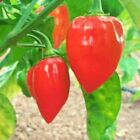 HABANERO RED SAVINA, 10 semillas selecionadas