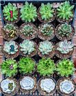 Piante grasse succulenti Echeveria vaso 10