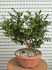 Bosso Bonsai - Buxus multitronco