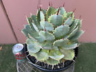 Agave potatorum  Kissho Kan Marginata