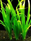 PIANTA FACILE 3 PIANTE ACQUARIO VALLISNERIA GIGANTEA EASY LIVE AQUARIUM PLANT !