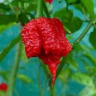 10 semi di peperoncino Carolina Reaper BIO MOLTO PICCANTE