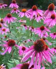 200 Semi Echinacea Purpurea Coneflower Echinacée pourpre Purpur Sonnenhut seeds