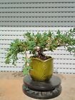 Bonsai Juniperus