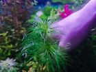 Eriocaulon  Setaceum  Rare Plant Aquarium 1 Stem 15cm