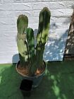 Tris Cactus Cereus