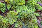 Salvinia Cucullata Piante Acquario Galleggianti