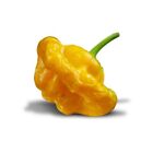 SEMI JAMAICAN HOT YELLOW, SEMI PEPERONCINO PICCANTE, HOT PEPPER SEED, 20 SEMI