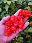 SEMI CAROLINA REAPER RED, PEPERONCINO PICCANTE, HOT PEPPER SEED, 20 SEMI