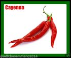 20 semi puri originali di cayenna rosso peroncino piccante,qualita professionale