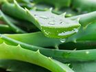 Foglie fresche di Aloe Arborescens - 1 KG