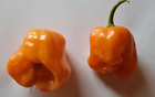 20 semi di Peperoncino Habanero Orange