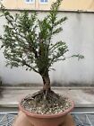 Tax (Tasso) - Bonsai chuhin super compatto