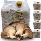 4 KIT COLTIVAZIONE FUNGHI CARDONCELLI PANI DI FUNGO CARDONCELLO SUBSTRATO 3 KG