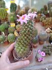 Mammillaria schumannii. Alta 10 cm Succulent Piante Grasse Cactus