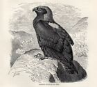 1894 Piccola Stampa Antica = AQUILA IMPERIALE = Rapaci Uccelli = Old Print