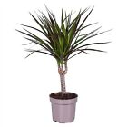 Pianta Dracaena Marginata Vaso 9cm