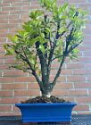 Bonsai Osmanthus Aquifolium. 83cm