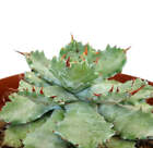 Agave potatorum cv BECKY green -  - NO VARIEGATED