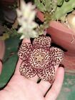 staphelia-orbea variegata-succulenta - grassa-cactus