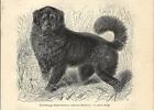 Stampa antica CANE MASTINO TIBETANO Tibetan mastiff 1891 Antique print dogs