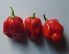 20 semi di Peperoncino Habanero Red Rosso