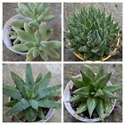 Set piante grasse succulente variegate vaso 8cm