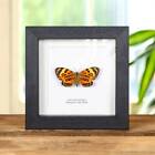 Boisduval s Tiger Taxidermy Moth Frame (Chetone histrio)