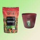 Offerta Vaso + Terriccio Bio per Peperoncino da 1.5 Lt