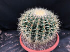 ECHINOCACTUS GRUSONII  CACTUS PIANTE GRASSE Z103