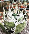 Agave titanota OAXACA small offset -  - OTEROI no variegated