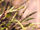 PIANTINE asparagi selvatici acutifolius 1 anno ASPARAGO SELVATICO radice nuda